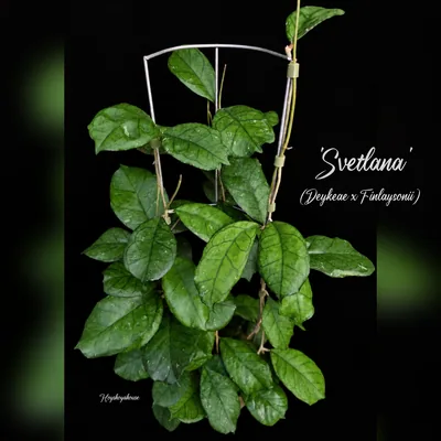 Hoya ‘Svetlana’ – EPC-959 (Deykeae x Finlaysonii)