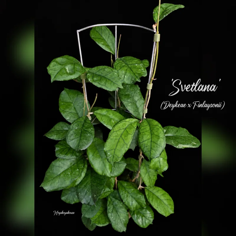 Hoya ‘Svetlana’ – EPC-959 (Deykeae x Finlaysonii) – Mutterpflanze