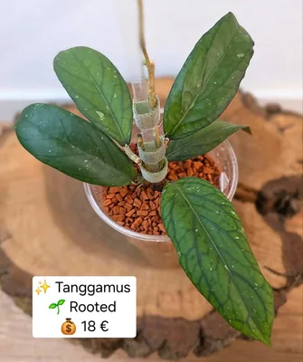 Hoya tanggamus