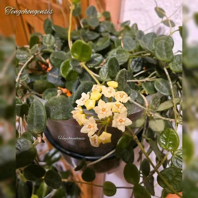 Hoya tengchongensis