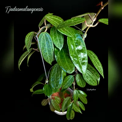 Hoya latifolia G.Don (syn. Hoya tjadasmalangensis Bakh.f.)
