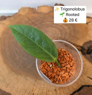 Hoya trigonolobus