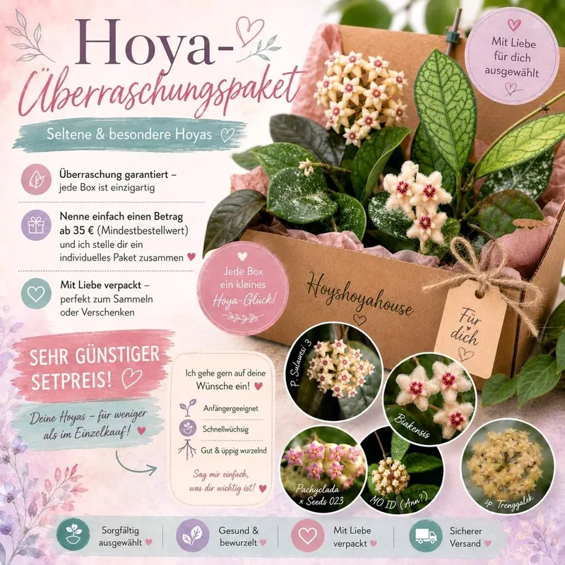 Hoya überraschungspaket – Mutterpflanze