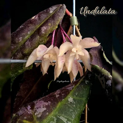 Hoya undulata (Pink Splash)