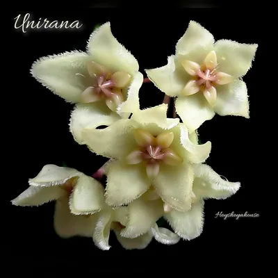Hoya Unirana
