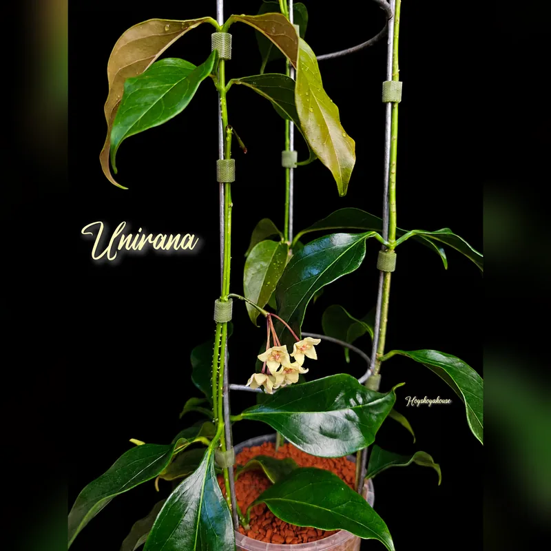 Hoya Unirana – Mutterpflanze