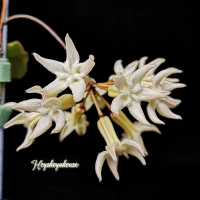 Hoya Versteegii