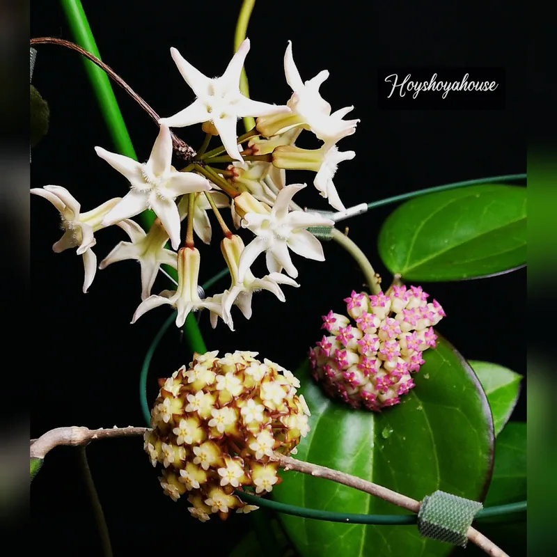 Hoya Versteegii – Blüte 2