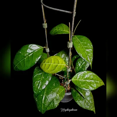 Hoya Verticillata Lampung 02
