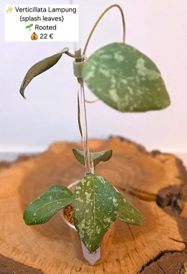 Hoya verticillata Lampung (Splash)