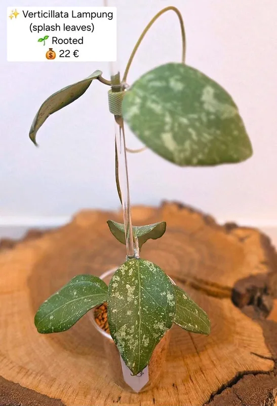 Hoya verticillata Lampung (Splash) – Mutterpflanze