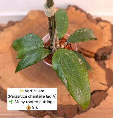 Hoya verticillata (Parasitica Chantelle LAO A)
