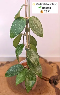 Hoya verticillata Splash