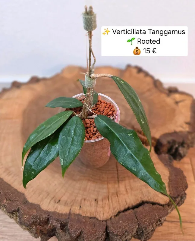 Hoya verticillata Tanggamus – Mutterpflanze