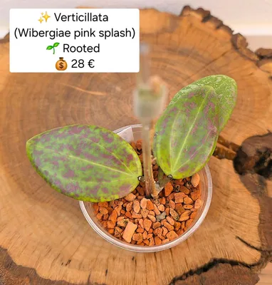 Hoya verticillata (Wibergiae Pink Splash) Wunderschön