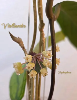 Hoya vitellinoides + Pedunkel