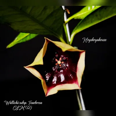 Hoya wallichii Subsp. Tenebrosa SLM 02