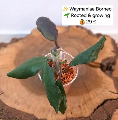 Hoya waymaniae Borneo
