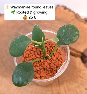 Hoya waymaniae Round Leaves