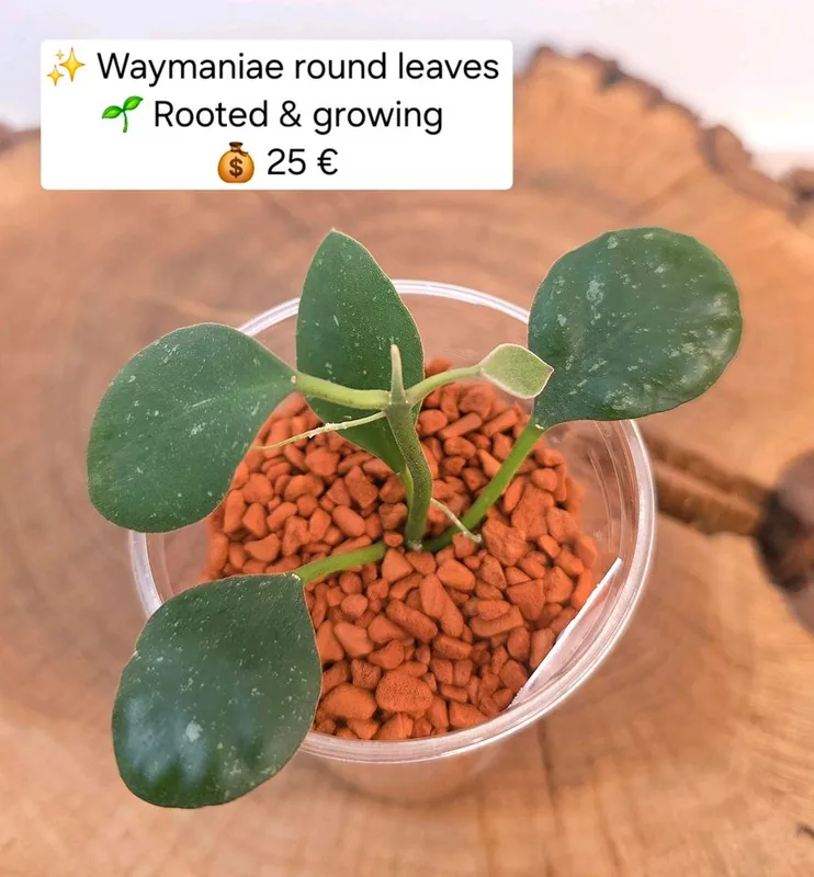 Hoya waymaniae Round Leaves – Mutterpflanze