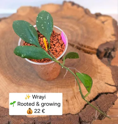 Hoya wrayi