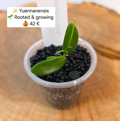 Hoya yuennanensis