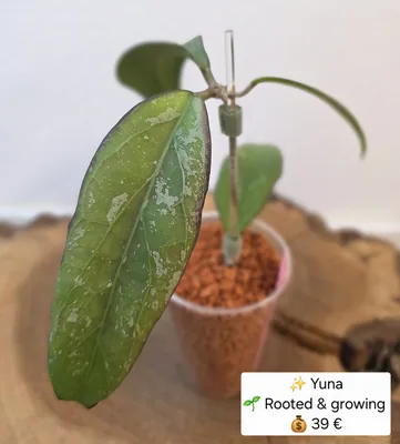 Hoya Yuna