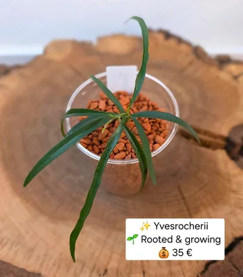 Hoya yvesrocheri