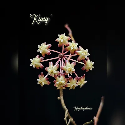 'Kung'
