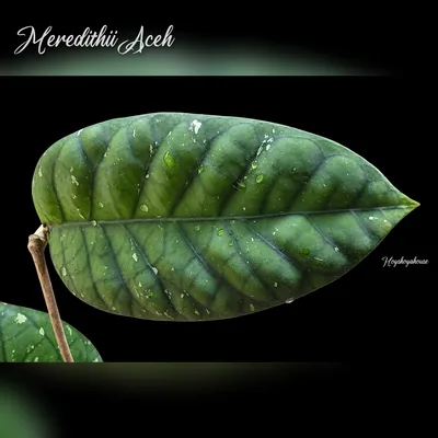 Meredithii Aceh