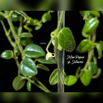 Mini Papua sp. Sulawesi