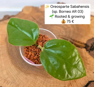 Oreosparte sabahensis (Hoya sp. Borneo AR 03)