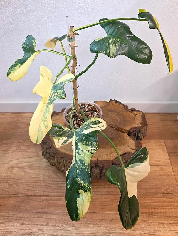 Philodendron bipennifolium Variegata / Golden Violin – Mutterpflanze