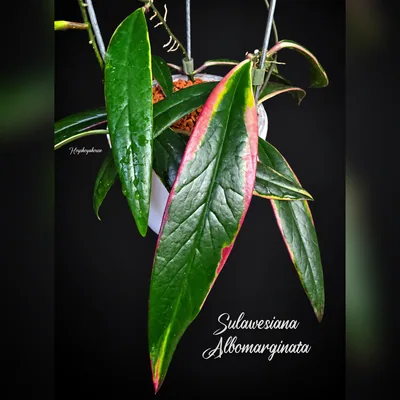 Sulawesiana Albomarginata